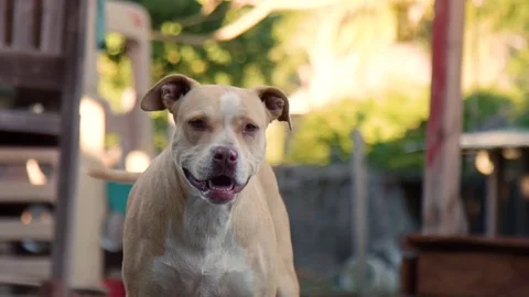 Dog looking at Camera Playing : Slow Motion Stock Footage 77410277