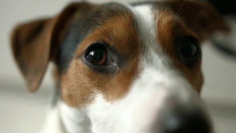 Dog looking at the camera, shooting from hands Stock Footage 70229706