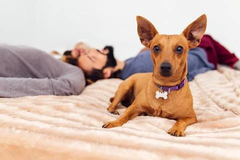 Dog looking at camera sitting on the bed relaxing Stock Photos