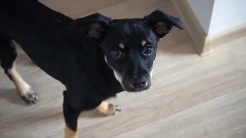 Dog Looking at Camera in Slow Motion, Cute Pet Closeup Video stock 316706315