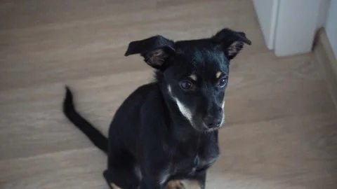 Dog Looking at Camera in Slow Motion, Cute Pet Closeup Stock Footage 316706322
