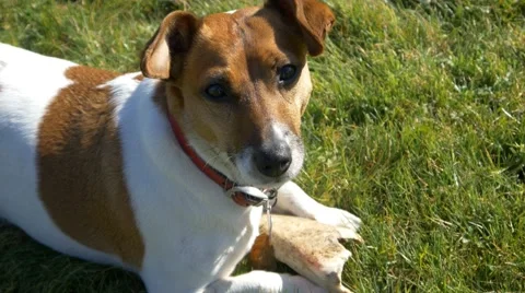 Dog looking at camera turning head playful happy funny animal 4k  close up Stock Footage 49591727