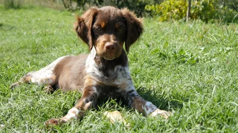 Dog looking at camera turning head slider track funny 4k close up eating bone Stock Footage 56610032