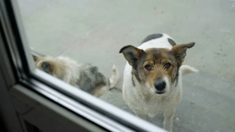 Dog looking at the camera wagging its tail Vidéo 153671719