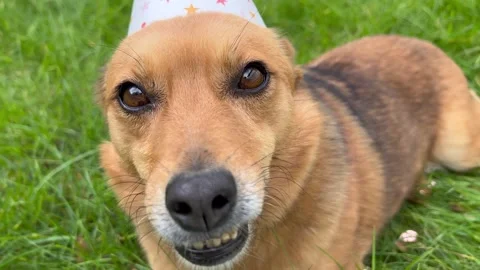 Dog looking at the camera, wagging its tail, and laying its head on the grass Stock Footage 318698918