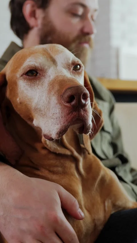 Dog Looking at Camera While Owner Works 動画素材 320803632