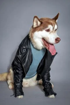 A dog looking at the camera Wolf-like husky, full growth on the background Stock Photos