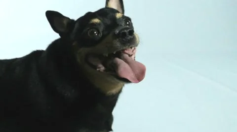 Dog looking at the camera2 Stock Footage 41142084