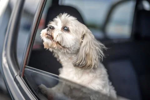 Dog looking from the car window Stock Photos