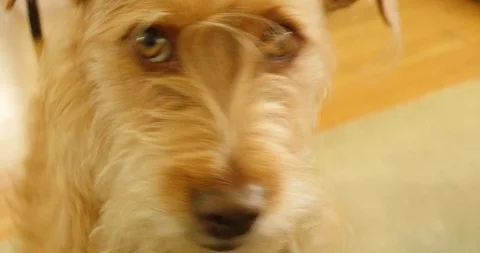 Dog looking confused Stock Footage 107565448