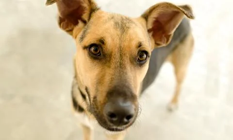 Dog Looking Up Curious Stock Photos