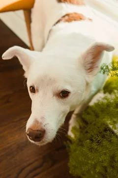 Dog looking curiously at the camera inside a home during daylight near a gr.. Stock Photos