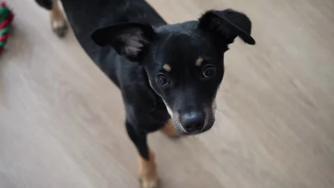 Dog looking directly at camera Stock Footage 319933633