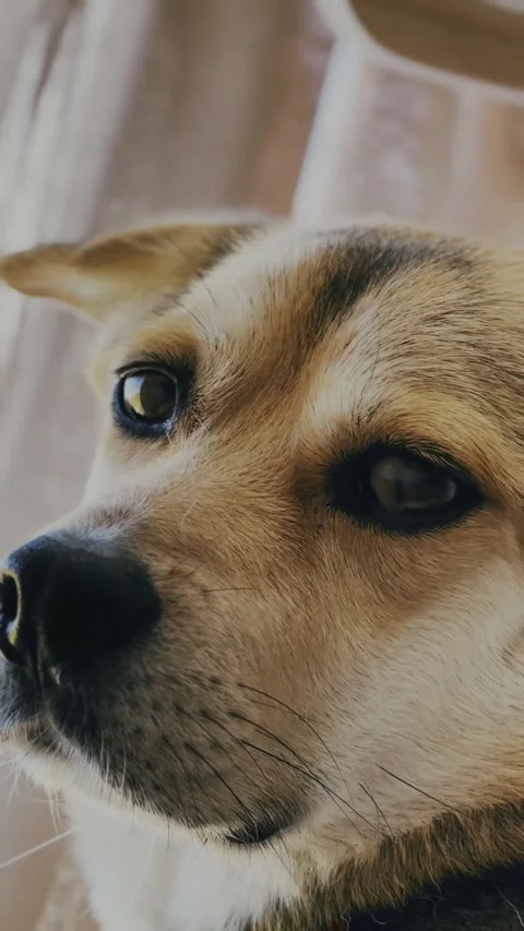 Dog Looking Into Distance Close-Up. Stock Footage 328350759