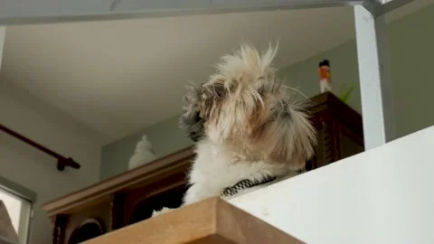 A dog looking down the stairs Stock Footage 168389413