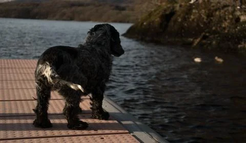 Dog looking for ducks Stock Photos