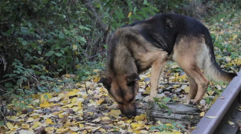 Dog looking for explosives Vidéo 68807655