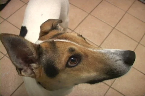 Dog Looking Up Stock Footage 532495