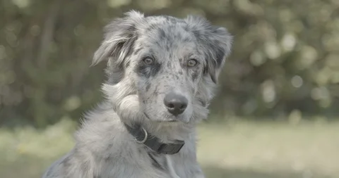 Dog is looking Video stock 107103677