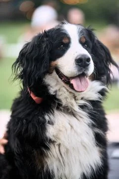 Dog looking forward in outdoor setting with relaxed expression and fur and 写真素材