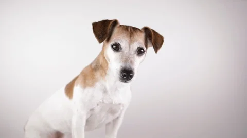 Dog looking forward side adorable white background Stock Footage 124133331