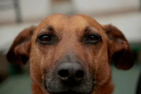 A dog looking front close up 스톡 사진