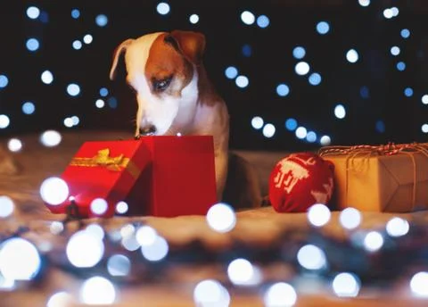 Dog looking in a gift box Stock Photos