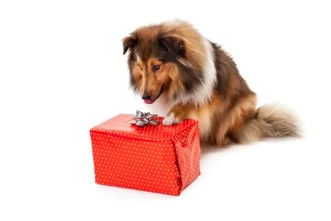 Dog looking at gift Foto stock