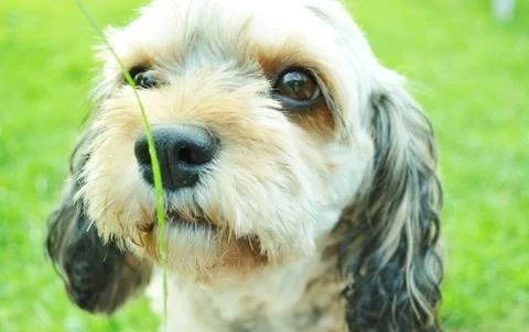 Dog Looking at Grass Stock Photos