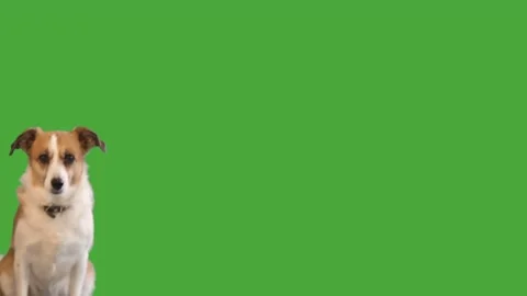 Dog looking on green screen Stock-Footage 98778300