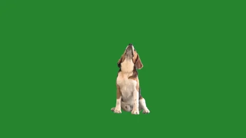 Dog looking up on green screen Stock Footage 268841923