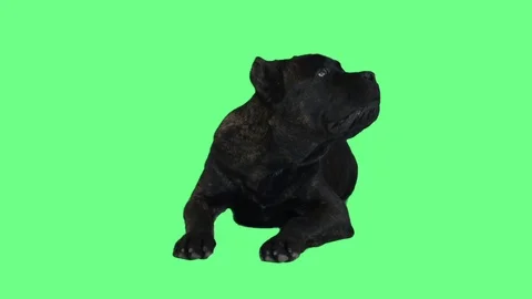 Dog is looking at the green screenj Stock Footage 81117759