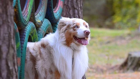Dog looking from the hanging old wheels Stock Footage 100141144