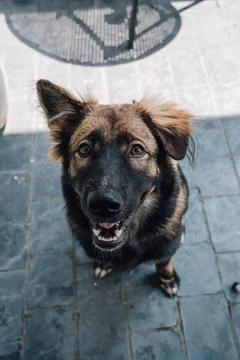 Dog looking up with a happy expression on a tiled surface during a sunny da.. 写真素材