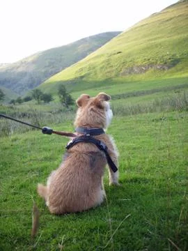 Dog looking at hill Stock Photos