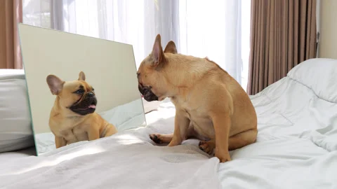 Dog looking at himself in mirror, sitting on bed Stock Footage 313674125