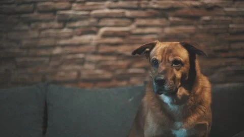 Dog looking to his side tilting his head Stock Footage 137913652