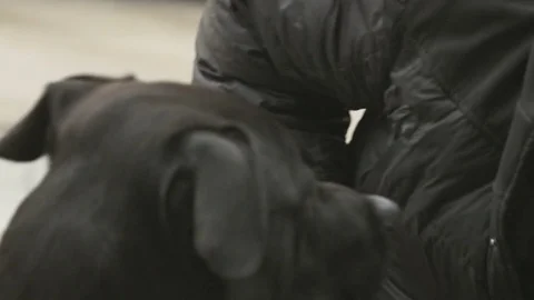 Dog Looking at a Homeless Man Taking Out a Dirty Blanket Stock Footage 79330704