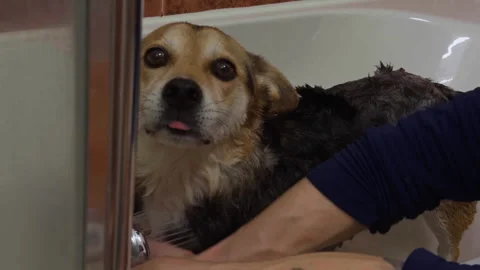 Dog looking hopefully into camera while shampoo is rinsed off in bathtub. Video stock 337561640