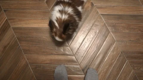 The dog is looking up at the host tailing Stock Footage 102224308