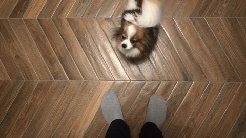 The dog is looking up at the host tailing Stock Footage 102224471