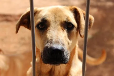 Dog Looking Inside Stock Photos