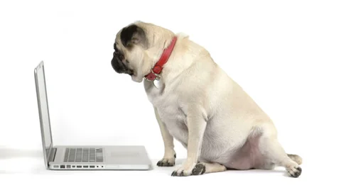 Dog looking at a laptop computer Video stock 37623036