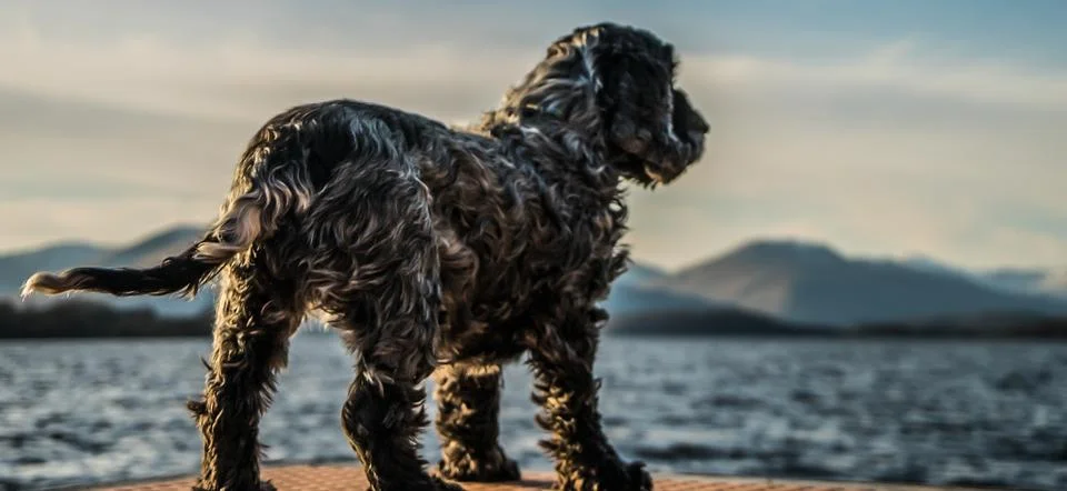 Dog looking off into a lock Stock Photos