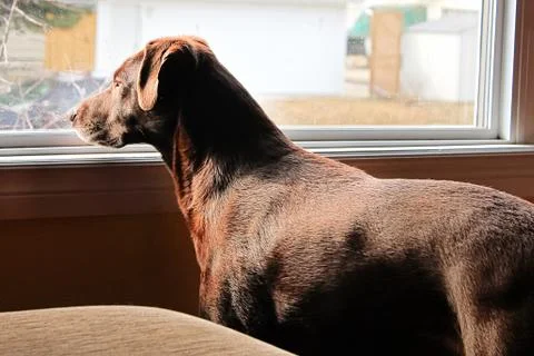 A dog looking longingly out a large window Stock Photos