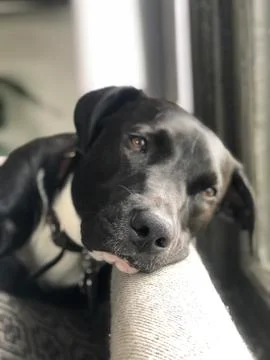 Dog looking longingly out window Stock Photos