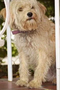 Dog looking lost Fotos de archivo