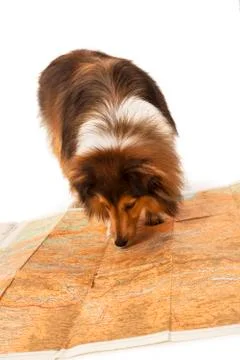 Dog looking at map Stock Photos