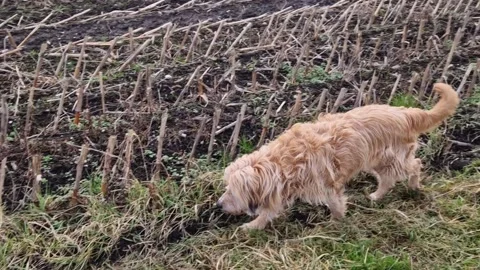 Dog looking for mice outside on dirt road and in meadow Stock Footage 224729464