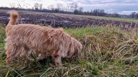 Dog looking for mice outside Stock Footage 224729857